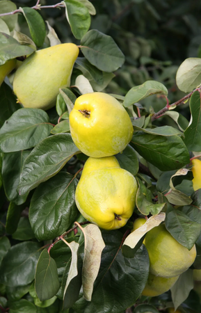 Quince (Cydonia) Meech's Prolific