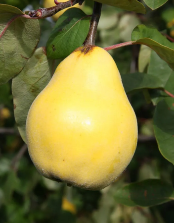 Quince (Cydonia) Vranja