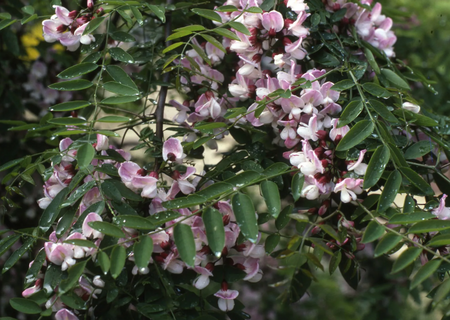 Robinia x mar Pink Cascade