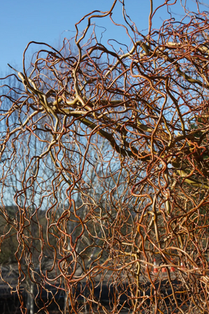 Salix ery Golden Curls