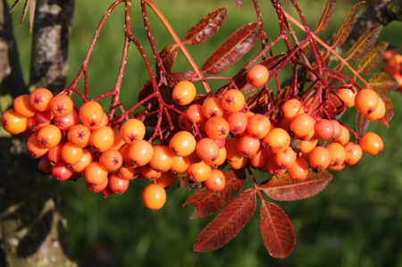 Sorbus Amber Light