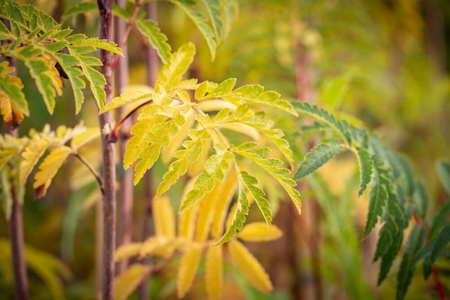 Sorbus aucuparia Beissneri