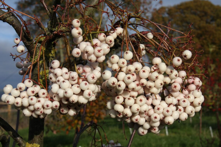 Sorbus Cashmiriana