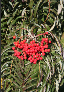 Sorbus Chinese Lace