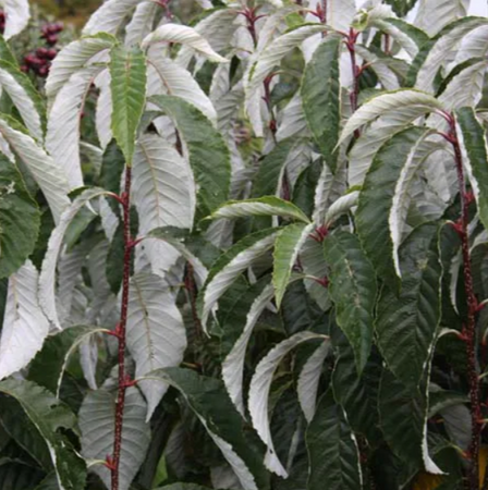 Sorbus hem John Bond