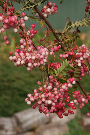 Sorbus pseudovilmorinii