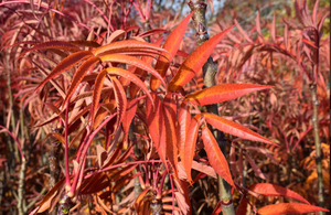 Sorbus ull Olympic Flame™