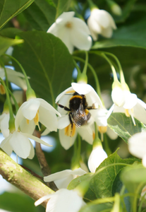 Styrax japonicus June Snow