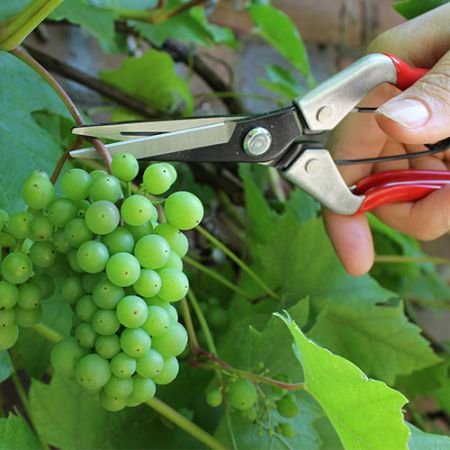 Vine Scissor - image 1