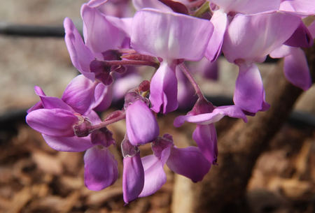 Wisteria bra Okayama