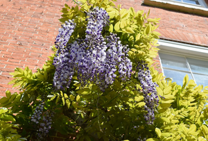 Wisteria Burford