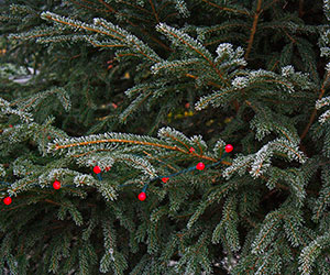 christmas tree frosted